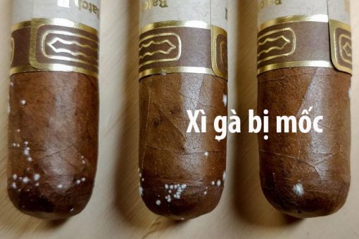 Xì gà bị mốc